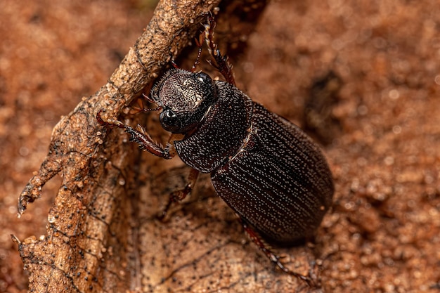 Adult Shining Leaf Chafer Beetle