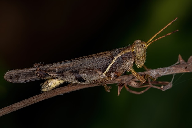 Acrididae 계통의 성충 짧은뿔메뚜기