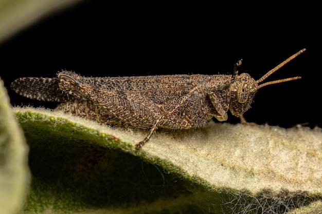 Adult Shorthorned Grasshopper