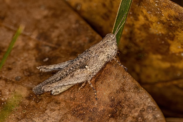 Adult Shorthorned Grasshopper