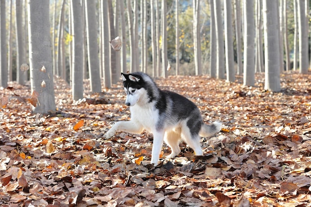 Adult siberian husky in a forest with dry leaves