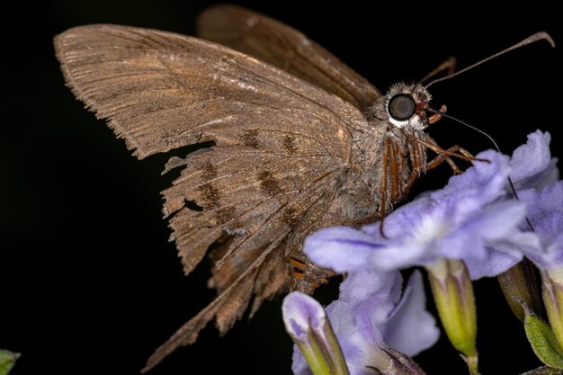 Hesperiidae 가족의 성인 선장 나비