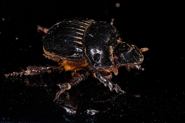 Adult Small Dung Beetle