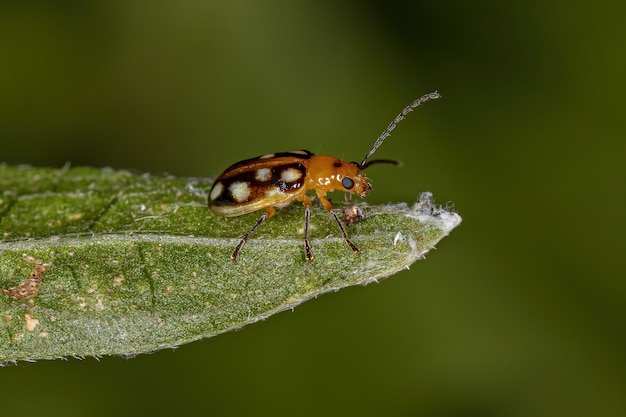 Photo adult small flea beetle of the subfamily galerucinae