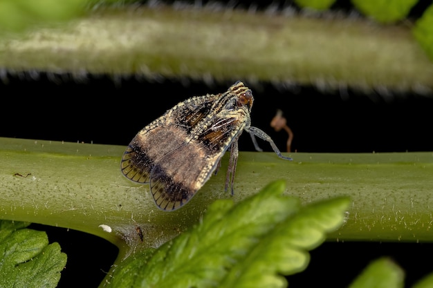 Взрослый мелкий кузнечик семейства Cixiidae