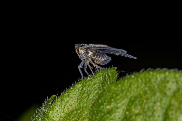 Adult Small Planthopper of the Genus Bothriocera