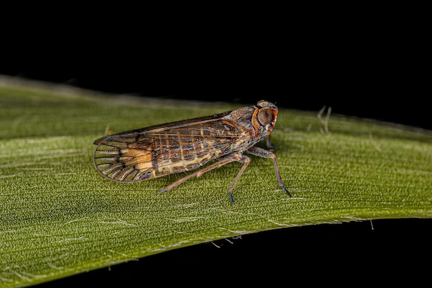 Adult Small Planthopper Insect