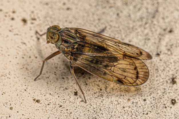 Adult Small Planthopper Insect