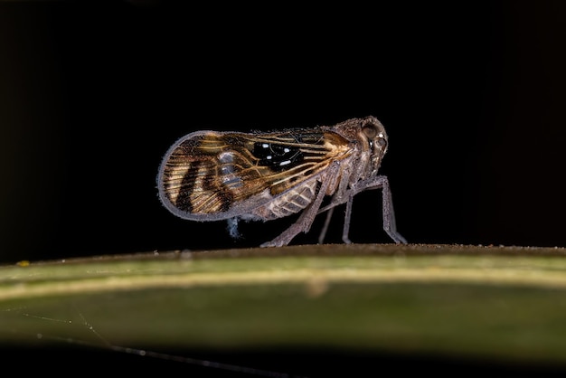 Adult Small Planthopper Insect