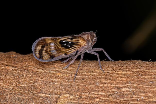 Adult Small Planthopper Insect