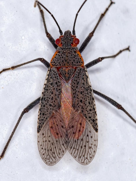 Adult Soapberry Bug of the Genus Jadera