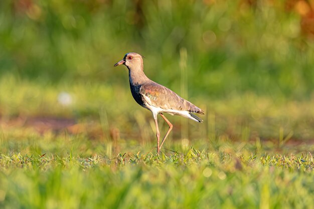 Photo adult southern lapwing bird