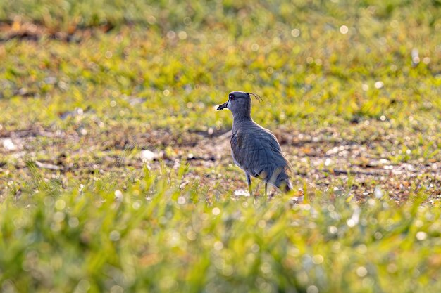 Photo adult southern lapwing bird