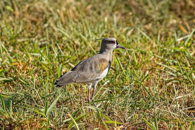 Adult Southern Lapwing Bird