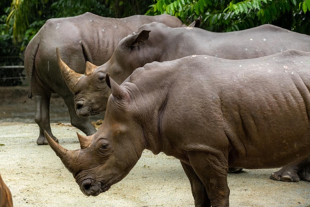 Adult southern white rhinoceros or southern squarelipped rhinoceros