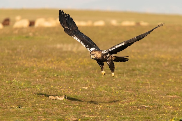 Взрослый испанский имперский орел в полете с первыми лучами солнца в холодный зимний день