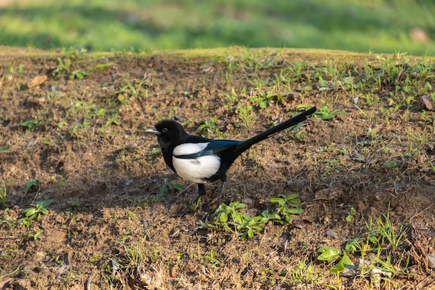 知的な鳥カササギまたは一般的なカササギの大人の標本は食べ物を探します