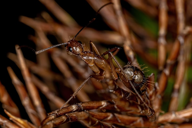 Взрослая оса-паук из семейства Pompilidae