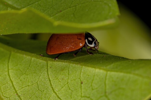 Cycloneda Sanguinea 종의 성인 얼룩없는 레이디 딱정벌레