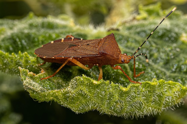 Photo adult squash bug