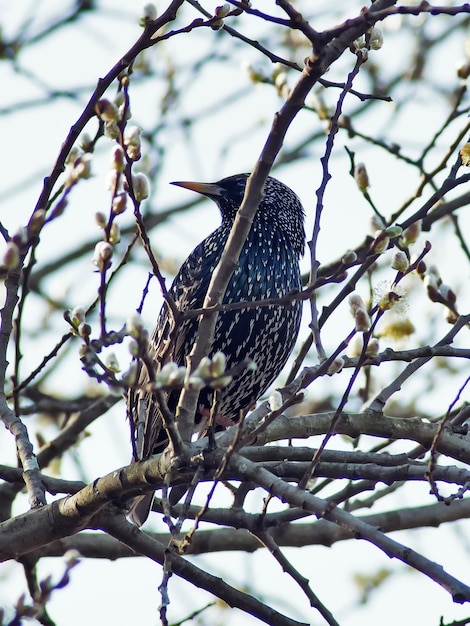 Adult Starling