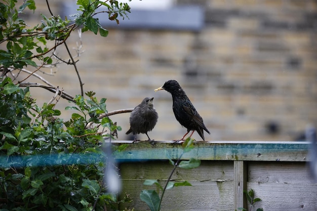 Adult starlings feeding their young chicks