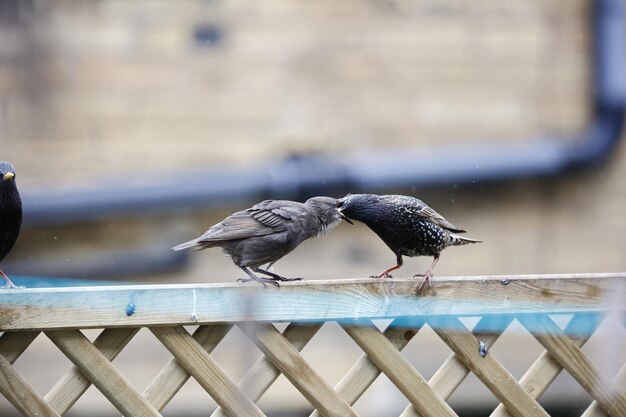 Adult starlings feeding their young chicks