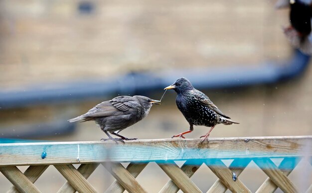 Adult starlings feeding their young chicks