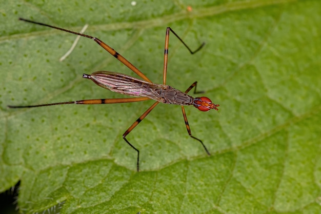 Взрослая муха на ходулях из рода Micropeza