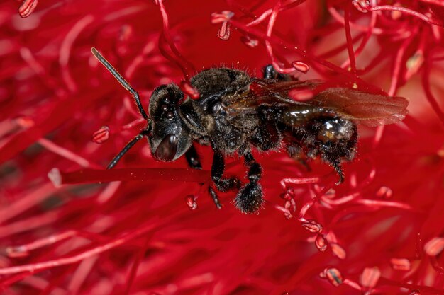 ボトルブラシの赤い花のハリナシバチ属の大人の刺すような蜂