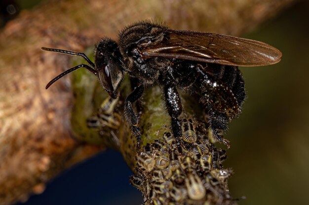 Aetalionid Treehopper 곤충을 가진 성체 침 없는 꿀벌