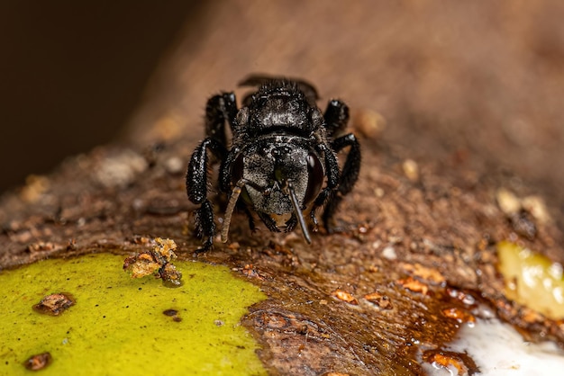 Adult Stingless Bee