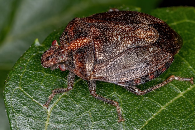 Adult Stink bug of the Genus Antiteuchus