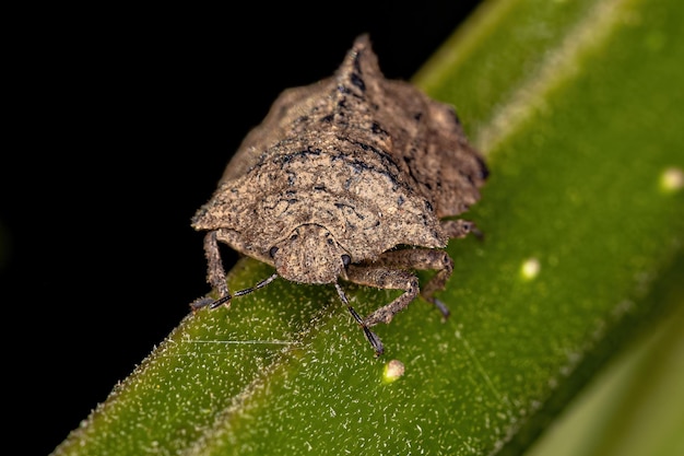 Adult Stink Bug of the Genus Cyrtocoris