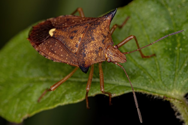 Adult Stink bug of the genus Euschistus