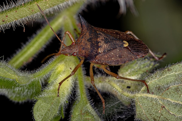 Adult Stink bug of the genus Euschistus