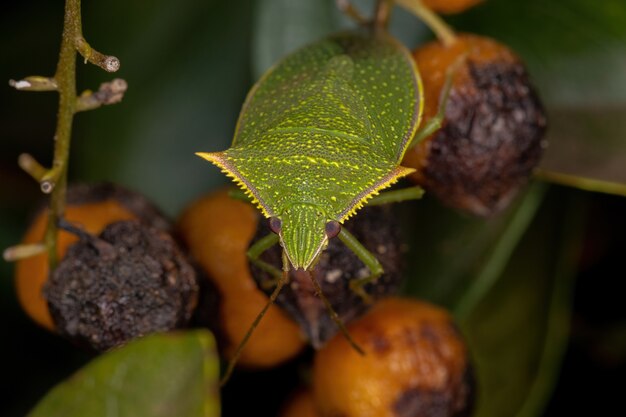 Adult Stink Bug of the Genus Loxa