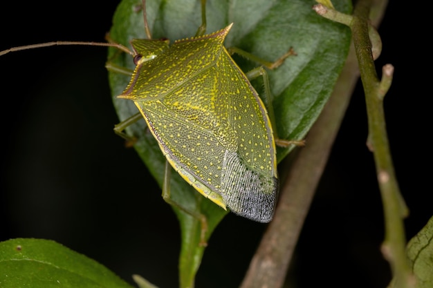 ロクサ属の成虫クサギカメムシ