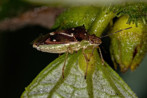 Adult Stink Bug of the genus Mormidea