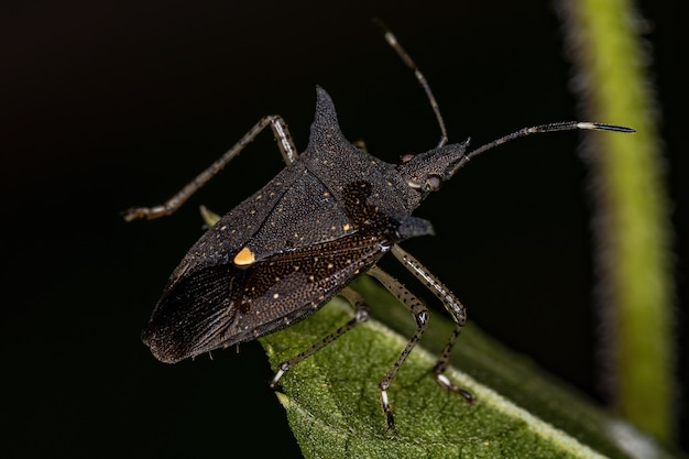 Adult Stink Bug of the Genus Proxys