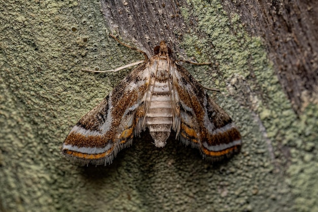 Adult Stink Bug of the Species Mormidea ypsilon