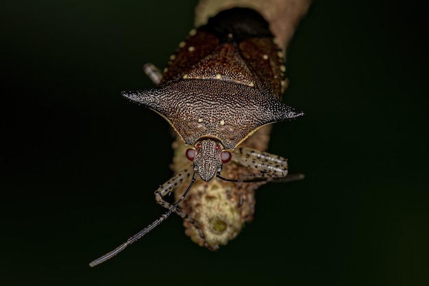 Photo adult stink bug of the species sibaria armata