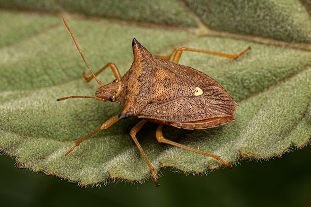 Adult Stink bug