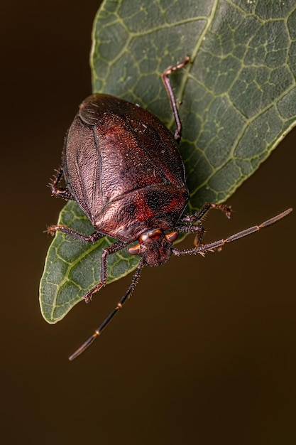 Adult Stink bug