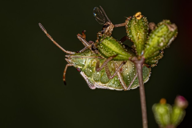 Adult Stink Bug