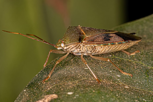 Adult Stink Bug