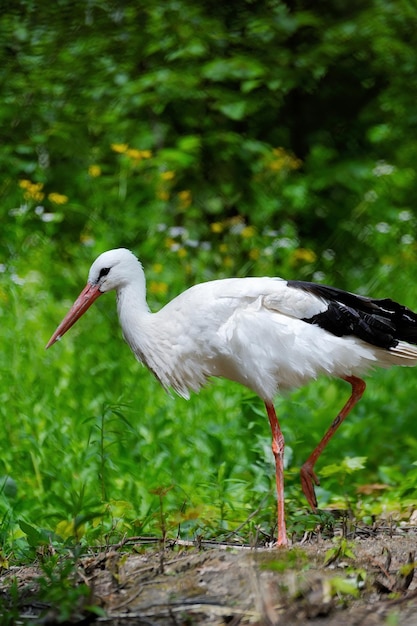 その自然の生息地で大人のコウノトリ