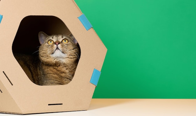 An adult straighteared Scottish cat sits in a brown cardboard house for games and recreation on a green background