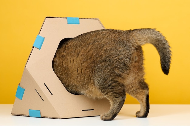 An adult straighteared Scottish cat sits in a brown cardboard house for games and recreation on a yellow background