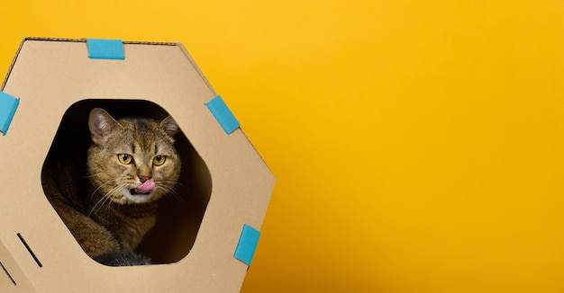 An adult straighteared Scottish cat sits in a brown cardboard house for games and recreation on a yellow background